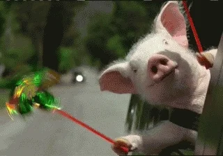 excited pig GIF