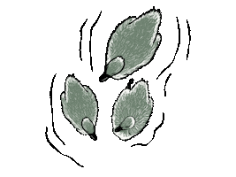 Water Ducks Sticker by Routine Baseball