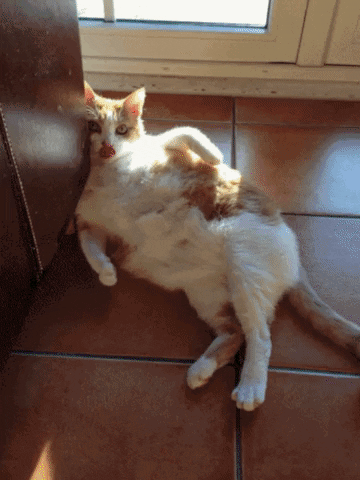 Photo gif. A cat lies on a tiled floor in an awkward position, with its head up against a cabinet and its forepaw on its hip like its posing for a glamor shot. It winks at us in a closeup with lipstick on. Text, "Sexy, sexy, sexy, sexy."