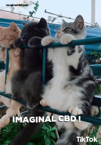 Happy International Cat Day GIF by Imaginal Biotech