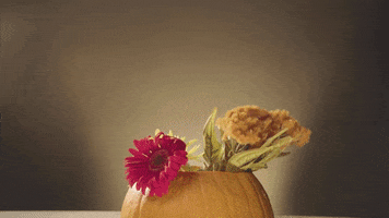 diy pumpkin GIF by evite