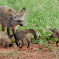 Baby Animals Fox GIF by Nature on PBS