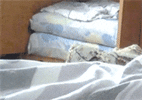cat bed GIF