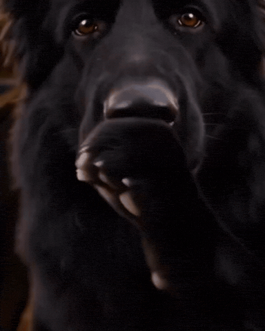 Dog GIF