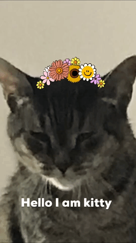 Bad Cat Cats GIF by becky