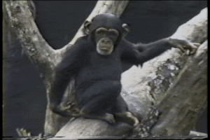 things monkey GIF
