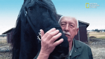 the incredible dr pol season 12 episode 8 GIF by Nat Geo Wild 
