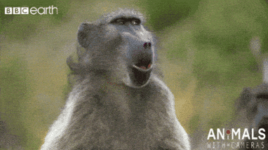 Cabin Fever Reaction GIF by chuber channel