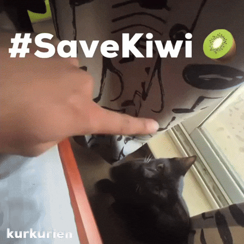 Kiwi Outstation GIF