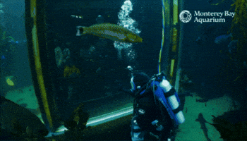 Connection GIF by Monterey Bay Aquarium
