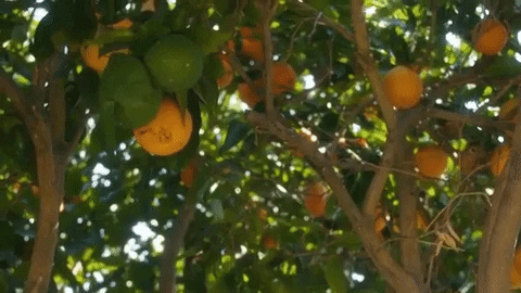 Orange Garden GIF by SoulPancake - Find & Share on GIPHY