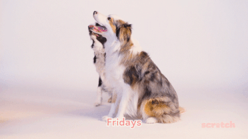 Excited Border Collie GIF