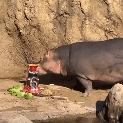 Happy Birthday Hippo GIF by Storyful