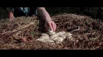 Farm Eggs GIF by VVS FILMS