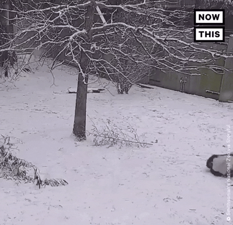 Snow-panda GIFs - Get the best GIF on GIPHY