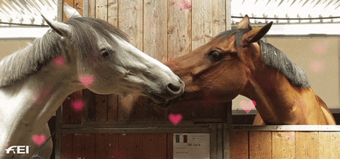 Horse Riding Sex Gif - Be mine GIFs - Get the best GIF on GIPHY