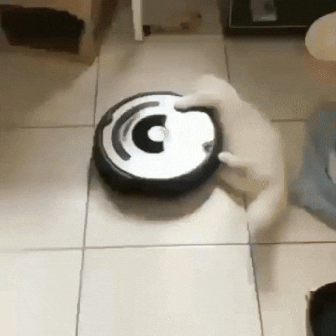 Spinning Cat GIF, Maxwell the Cat / Spinning Cat