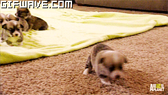 cuteness