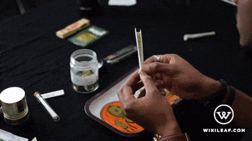 Weed Marijuana GIF by Wikileaf.com