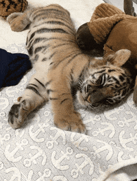 Funny-tigers GIFs - Get the best GIF on GIPHY