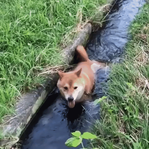 adorable water GIF