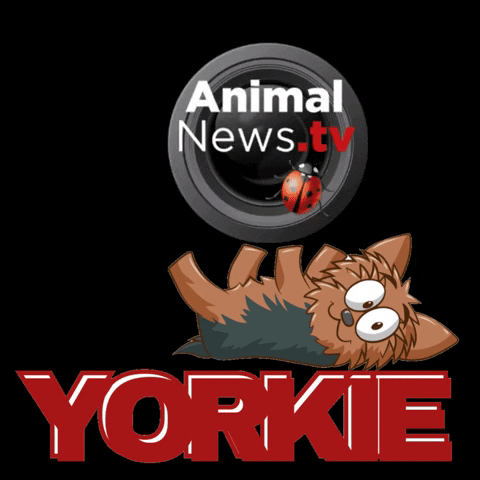 Happy Yorkshire Terrier GIF by AnimalNewsTV