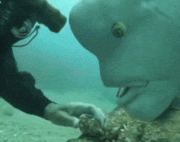 Hungry Watch Out GIF