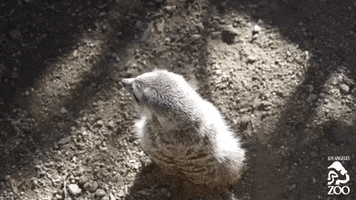 meerkat lazoo GIF by Los Angeles Zoo and Botanical Gardens