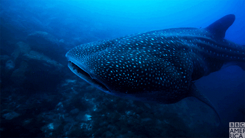 Whale Sharks GIFs - Find & Share on GIPHY
