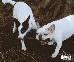 dog camping GIF by REI
