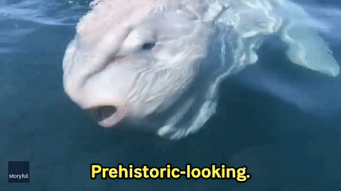 Beluga-whale GIFs - Get the best GIF on GIPHY