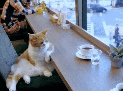 Coffee shop cat gif - find & share on giphy