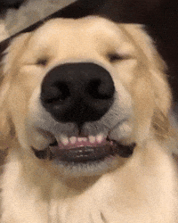 dog smiling gif