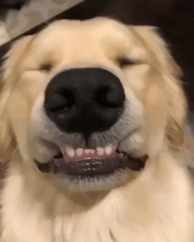 Video gif. A golden retriever looks up at us with a goofy smile under his black nose. 