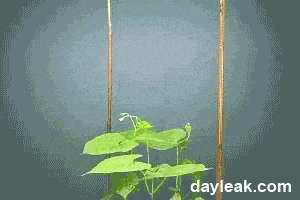 plant grow GIF