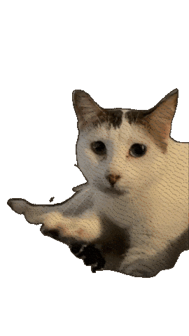Cat 猫 Sticker