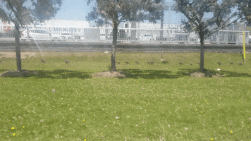 bgdjcmf3c2hhd0bnbwfpbc5jb20 geese goslings GIF