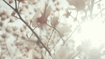 american football flowers GIF by Polyvinyl Records