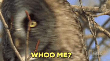 are you talking to me owl GIF