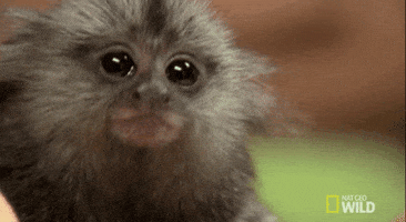 TV gif. Nat Geo's Wild. Close up of a tamarin monkey as it looks at us with large eyes and tilts its head like it's confused or curious.