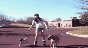 dogs rollerblading GIF by The Ed Bassmaster Show