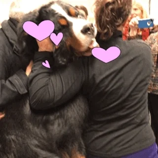 Westminster Dog Show Love GIF by Westminster Kennel Club