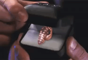 yael  GIF