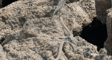 cheller  GIF