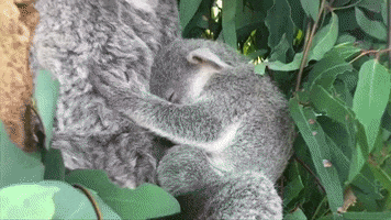 australia koala GIF by BFMTV