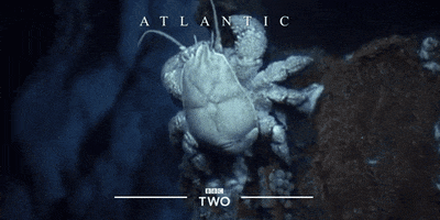 bbc two ocean GIF by BBC