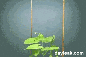 ruudcaris  GIF