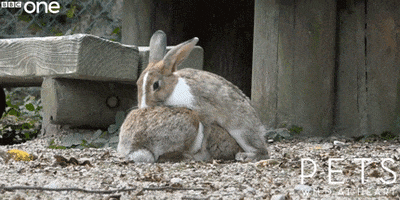 Video gif. Rabbit cuddles on top of another rabbit, then hops up to get behind the rabbit and humps it.