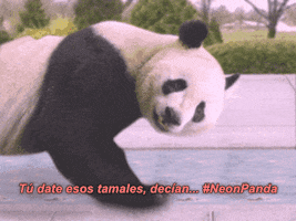 exercise training GIF by Neon Panda MX