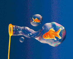 cat_addict_ water fish bubbles goldfish GIF